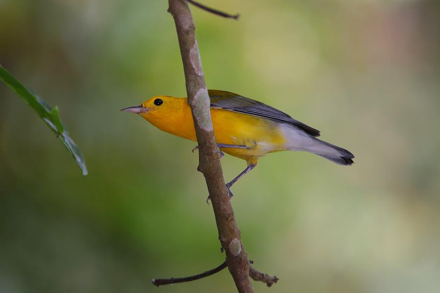 Prothonotary Warbler Photograph