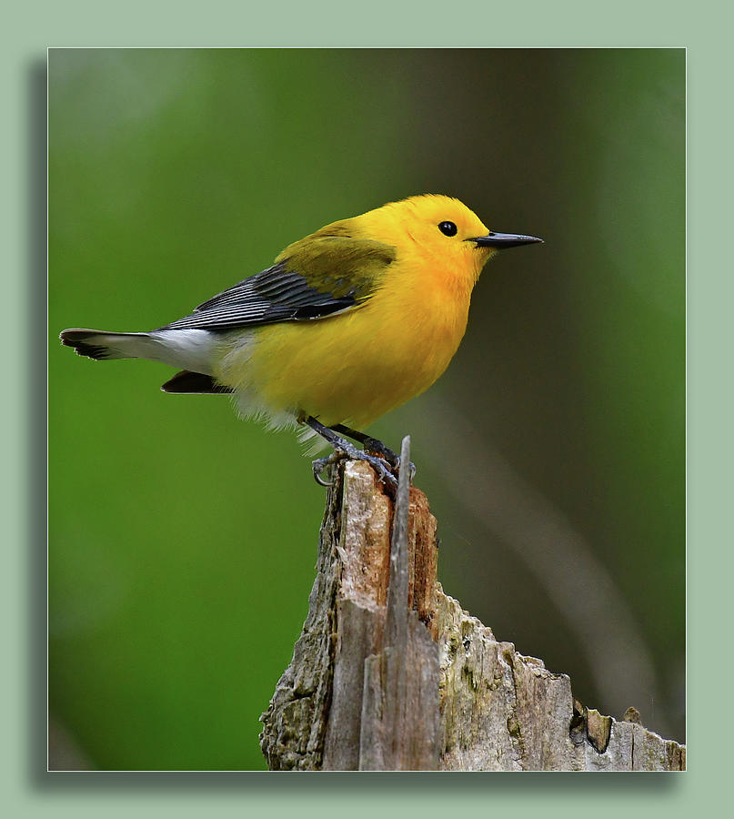 Prothonotary Warbler on top of the world Photograph by Carolyn Hall