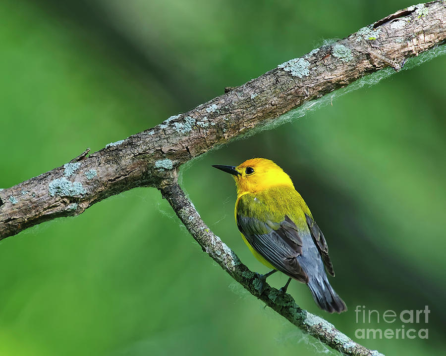 Prothonotary Warbler Profile Photograph by Timothy Flanigan