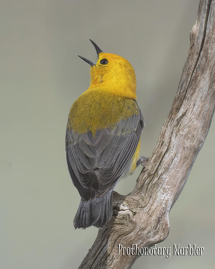 Prothonotary Warbler  Photograph by Wade Aiken
