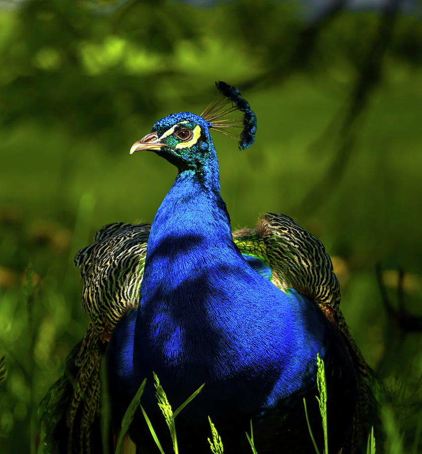 Proud and beautiful peacock portrait under sunlight Photograph by Elenarts - Elena Duvernay photo