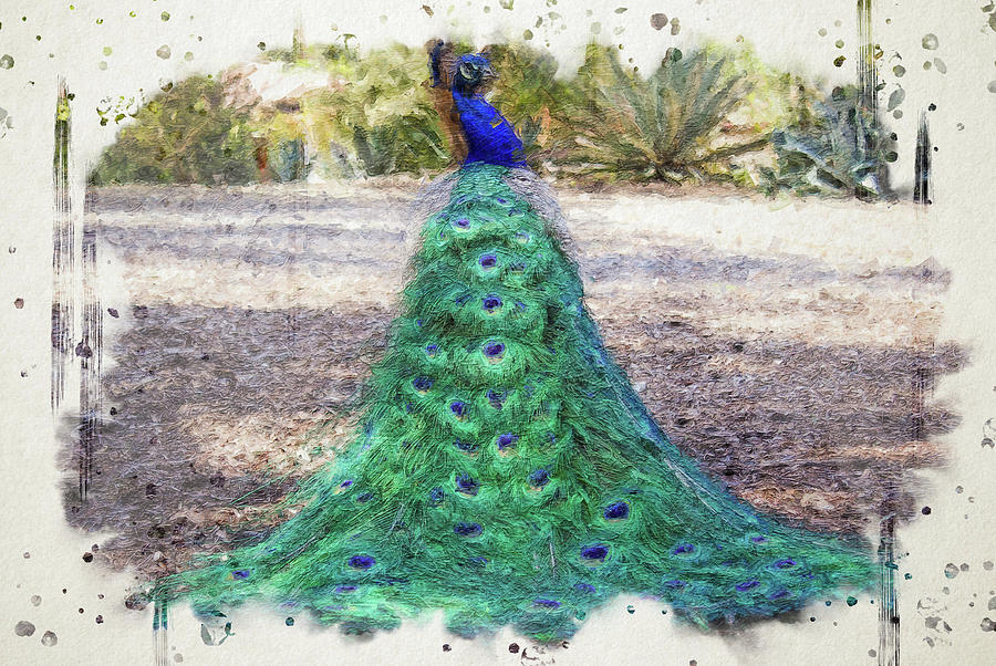 Proud as a Peacock Digital Art by Alison Frank