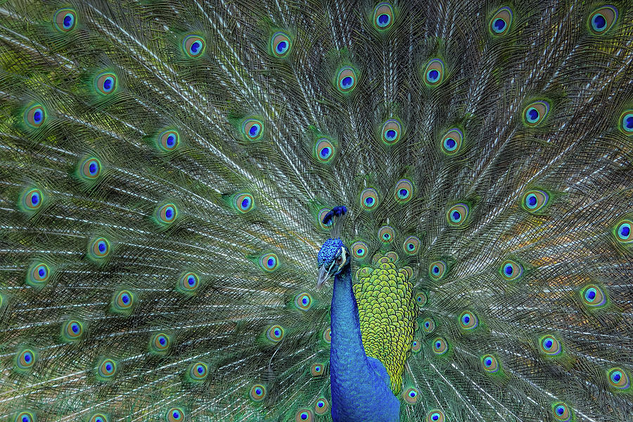 Proud as a Peacock Photograph by Connie Goodfellow - Fine Art America