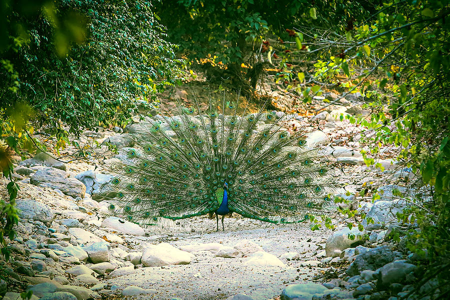 Proud As A Peacock Photograph by Ramabhadran Thirupattur