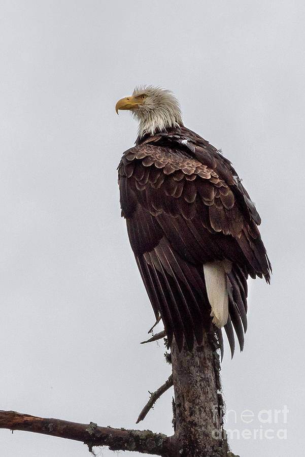 Wildlife Photograph - Proud Bald Eagle by Nancy Gleason