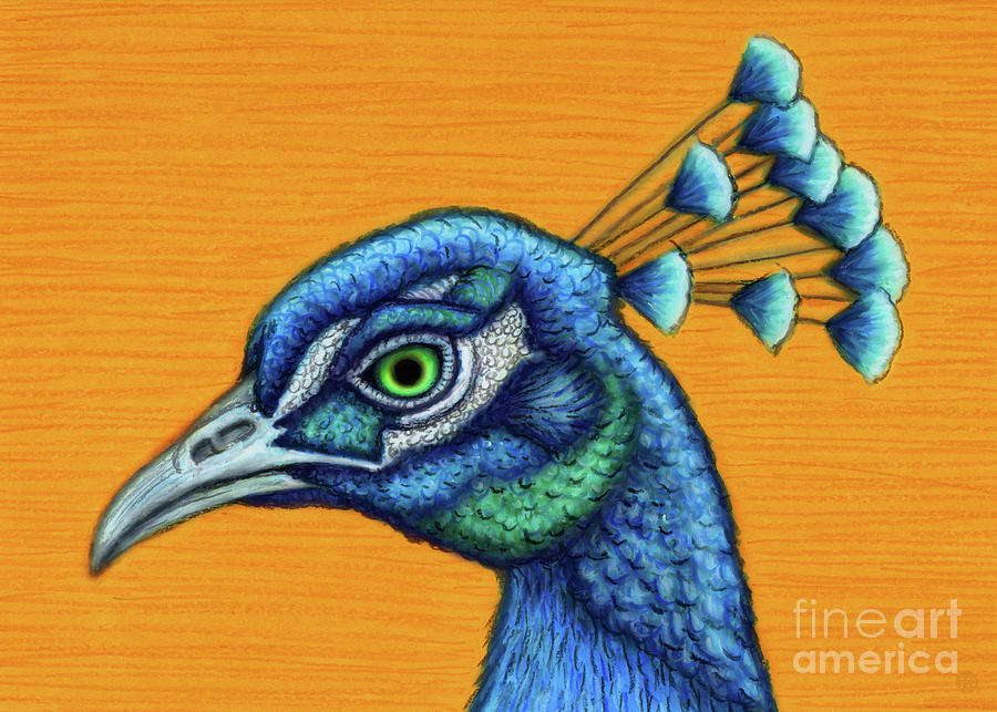 Proud Blue Peacock Painting by Amy E Fraser
