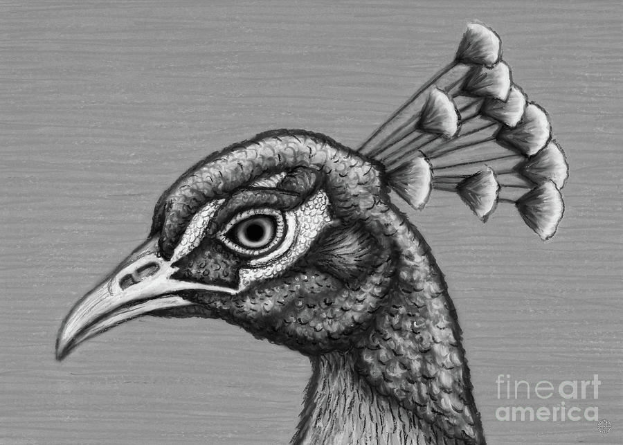 Proud Blue Peacock. Black and White Drawing by Amy E Fraser