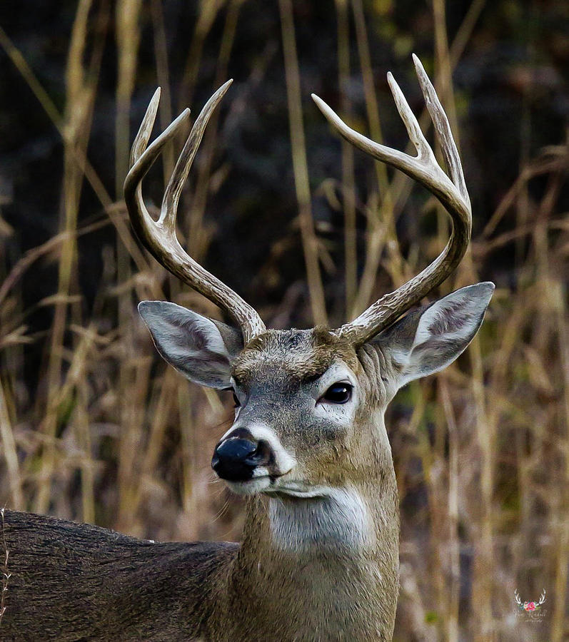 Proud Buck Photograph by Pam Rendall