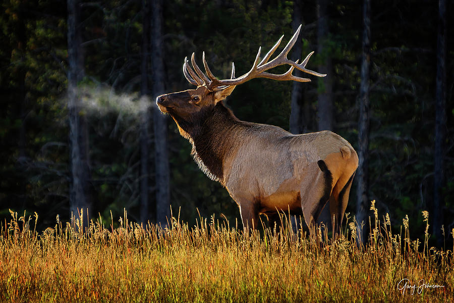 Proud Bull Elk Photograph by Gary Johnson