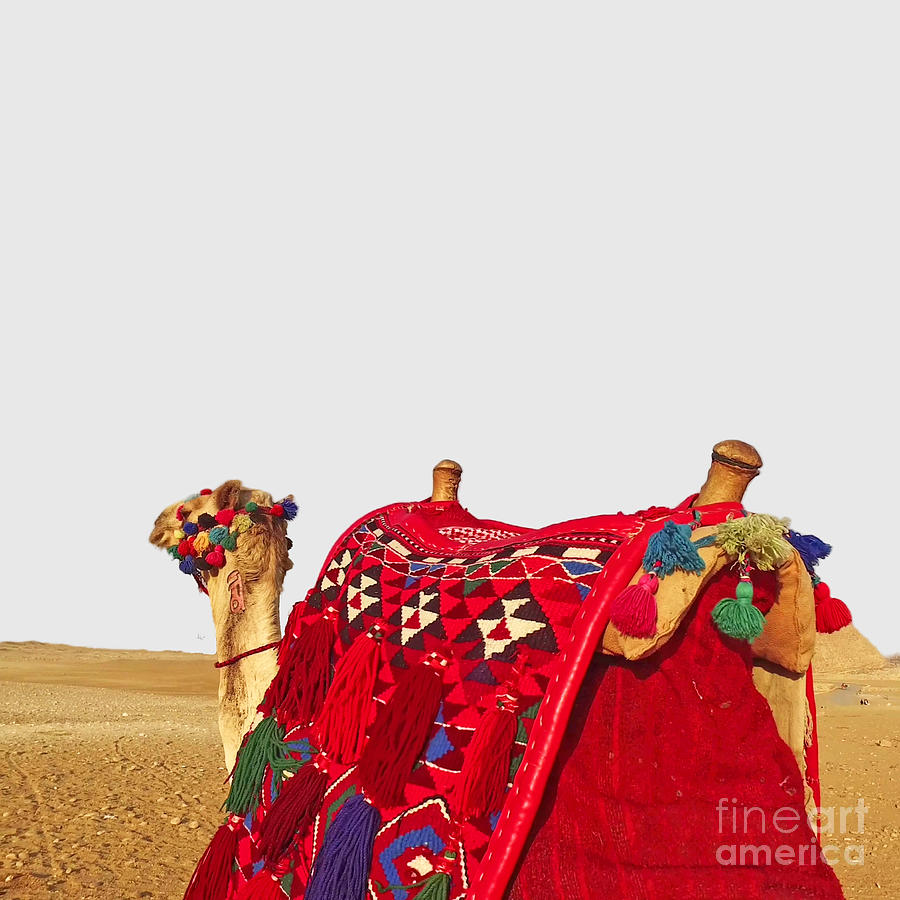 Proud Camel Photograph by Munir Alawi