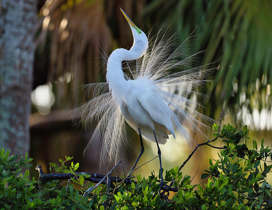 Proud Display Photograph by Dennis Warsaw - Fine Art America