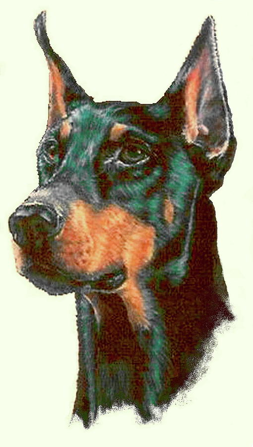 Proud Doberman in Colored Pencil Drawing by Barbara Keith