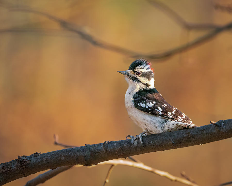 Proud Downy Woodpecker Photograph by Kristia Adams