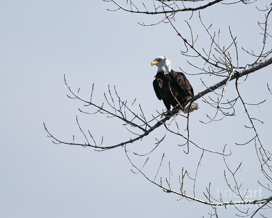 Proud Eagle Photograph by Jon Burch Photography