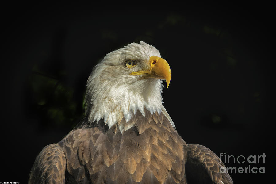 Proud Eagle Photograph by Mitch Shindelbower