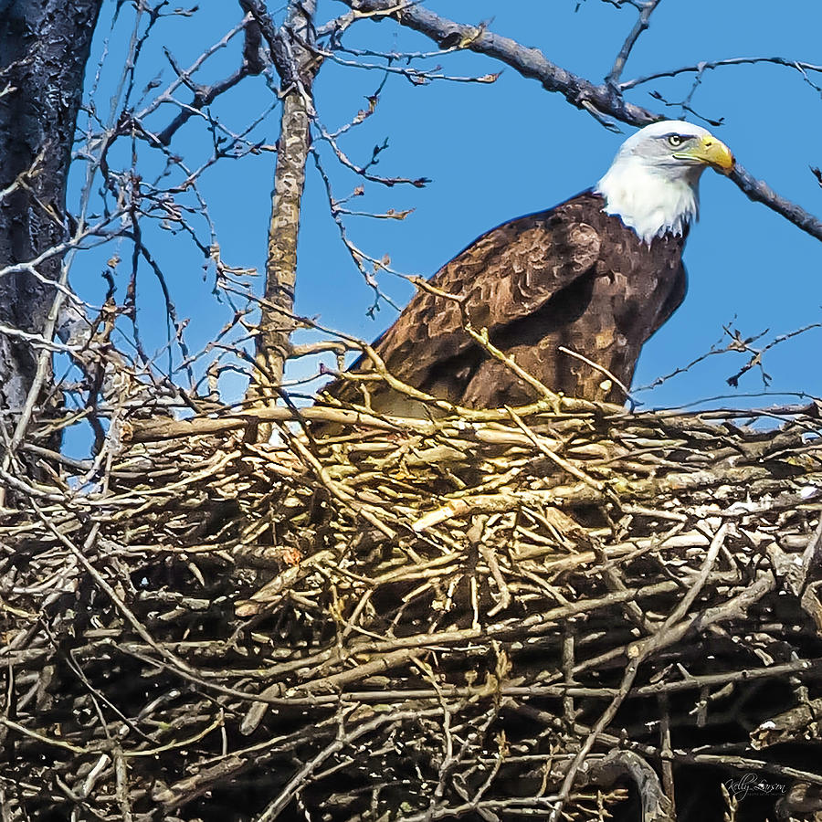 Proud Eagle Nest Photograph by Kelly Larson
