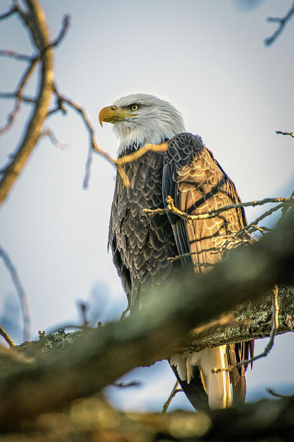 Proud Eagle Photograph by Robert J Wagner