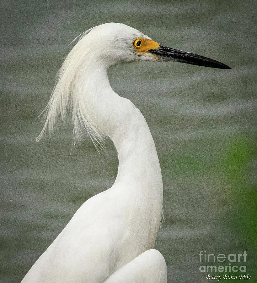 Proud Egret Photograph by Barry Bohn