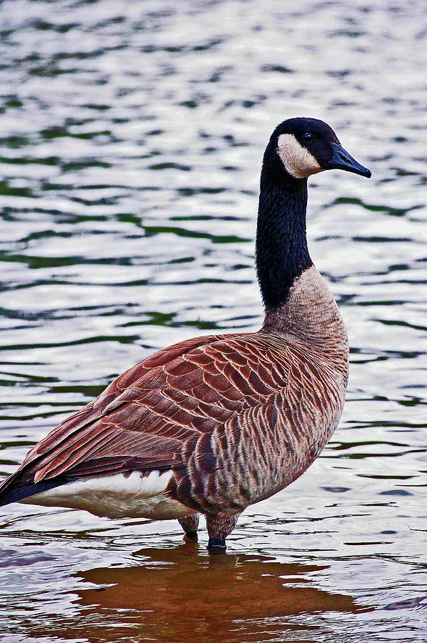 Proud Goose Stands Tall Photograph by Christopher Hignite - Fine Art ...