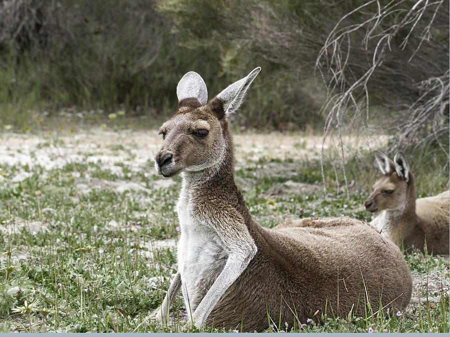 Proud Kangaroo Mum Photograph by Elaine Teague