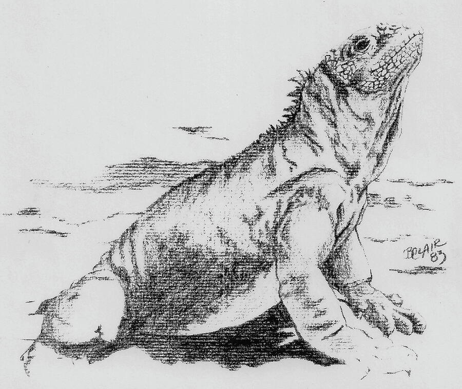 Proud Lizard Drawing by Barbara Keith