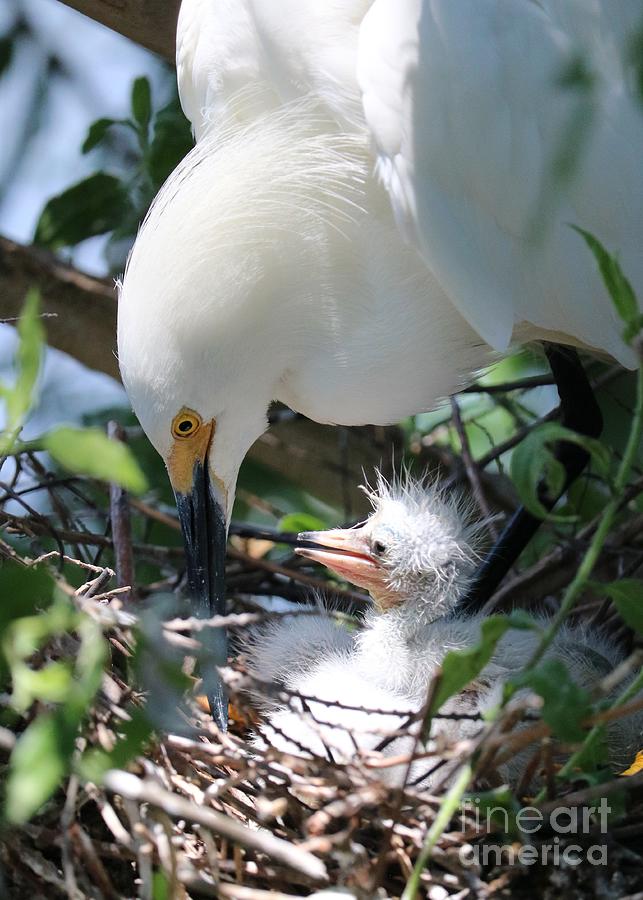 Proud Mama Egret with Hatchling Photograph by Carol Groenen