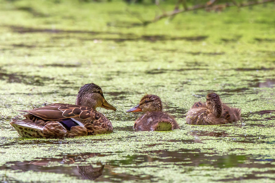 Proud Mother Mallard Photograph by Susan Rissi Tregoning
