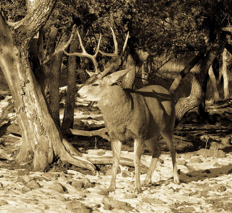 Proud - Mule Deer Buck Antiqued Photograph by Renny Spencer