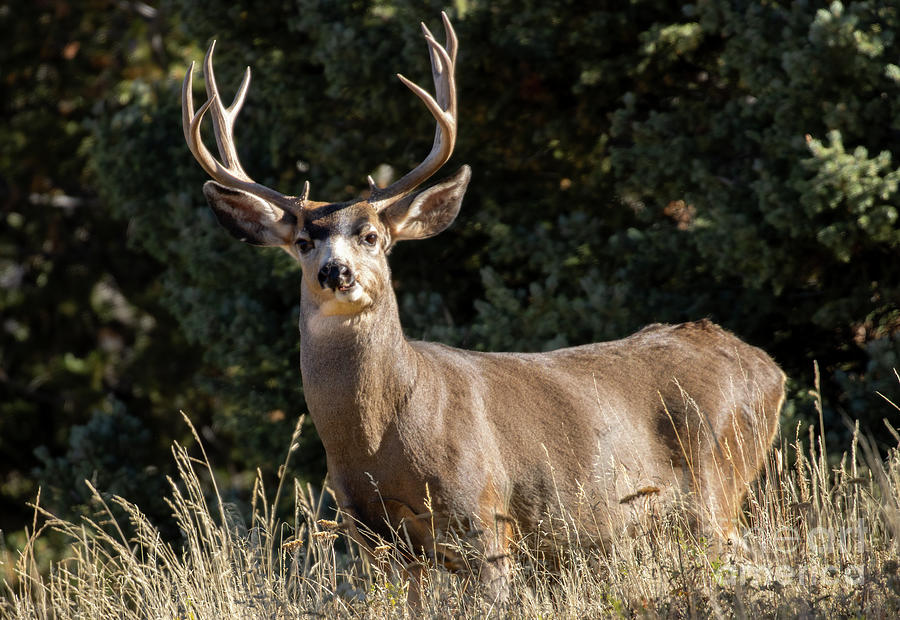 Proud Mule Deer Buck In The Rockies Photograph