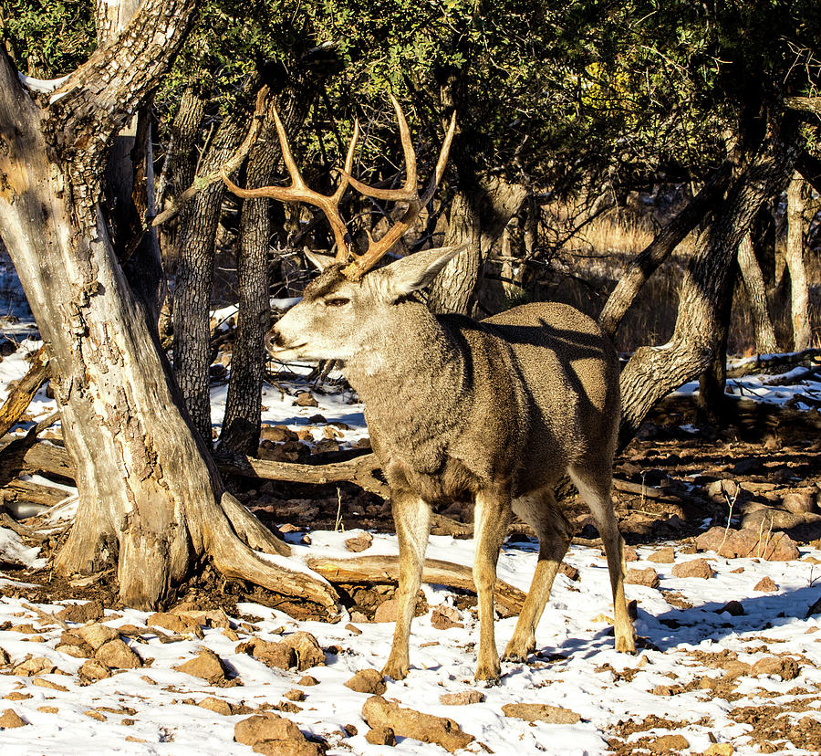 Proud - Mule Deer Buck Photograph by Renny Spencer - Fine Art America