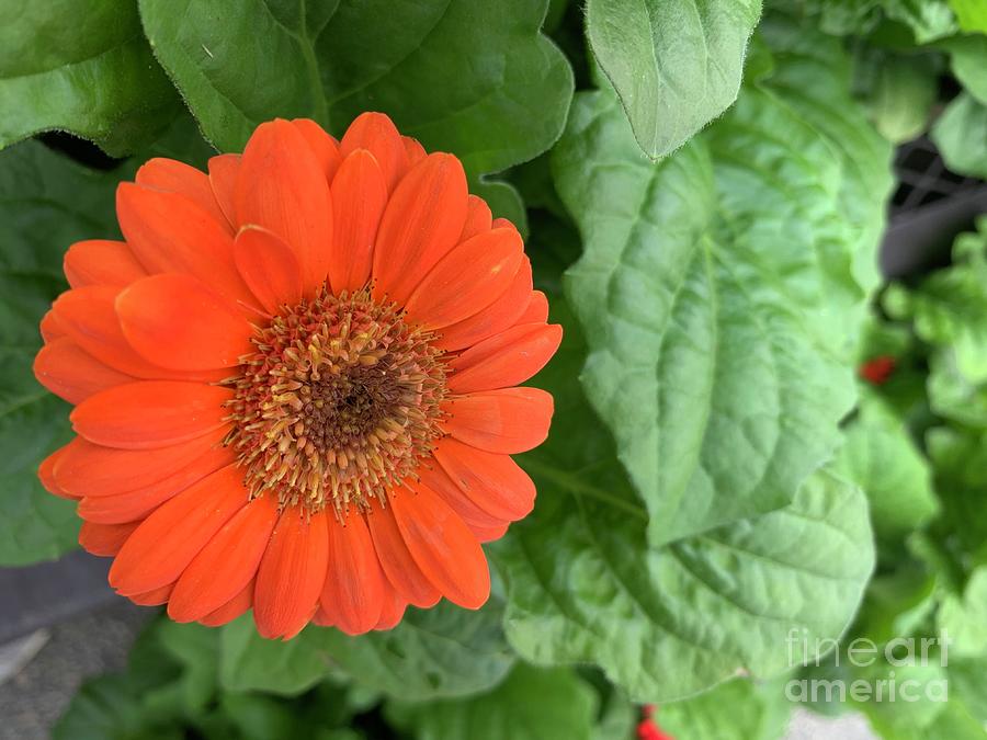Proud Orange Flower Photograph by Catherine Wilson