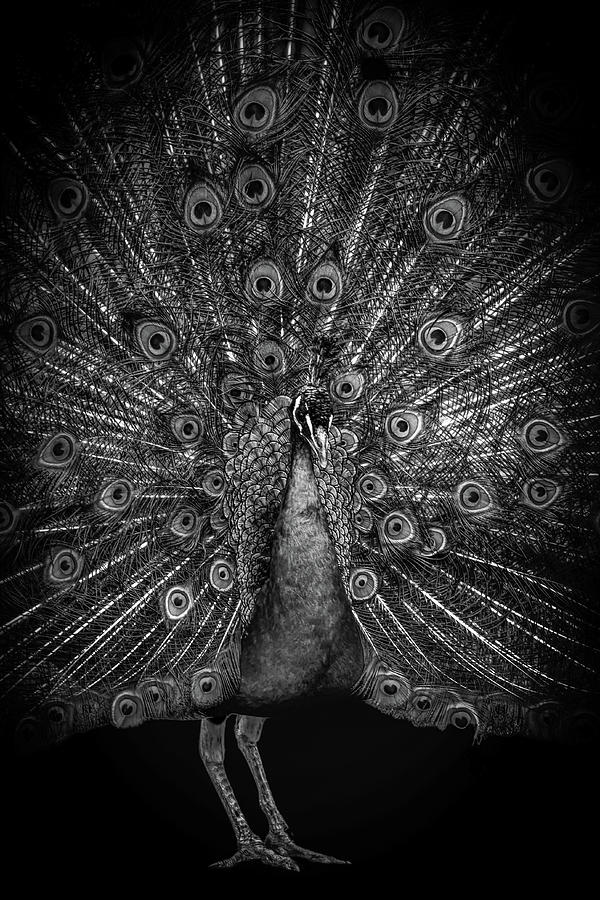 Proud peacock in black and white Digital Art by Marjolein Van Middelkoop