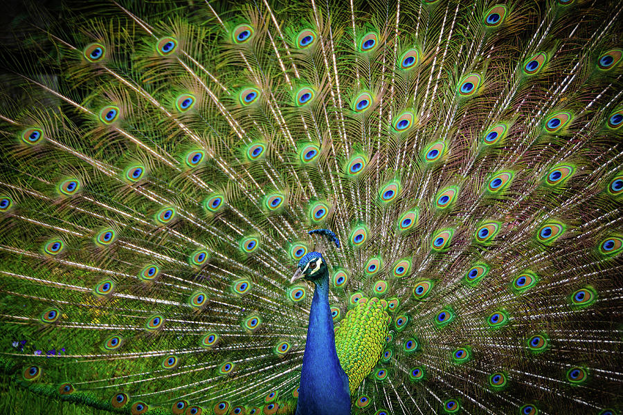Proud Peacock Photograph by Louise Tanguay