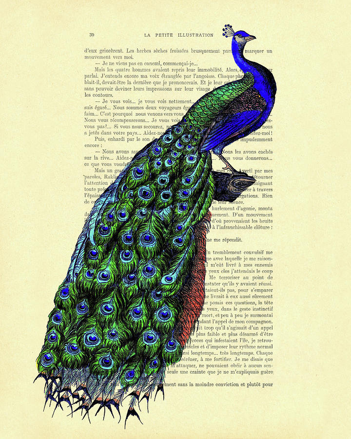 Peacock Mixed Media - Proud peacock on branch by Madame Memento