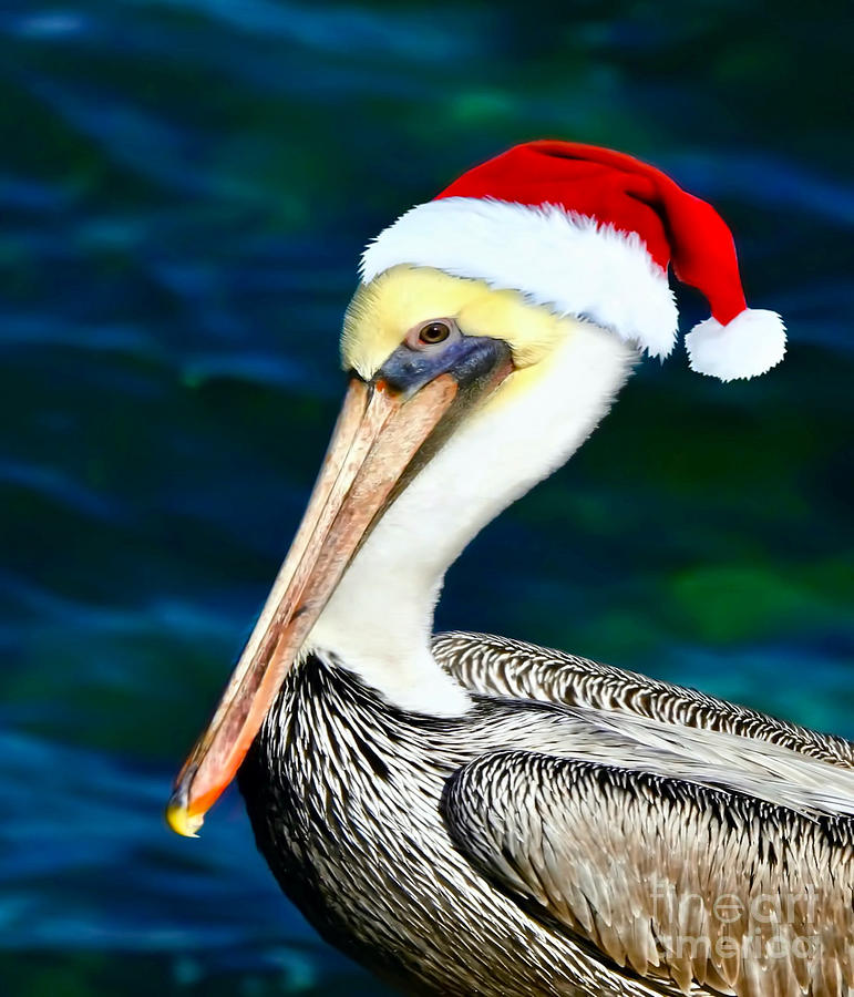 Proud Pelican - Holiday Edition Photograph by Beth Myer Photography