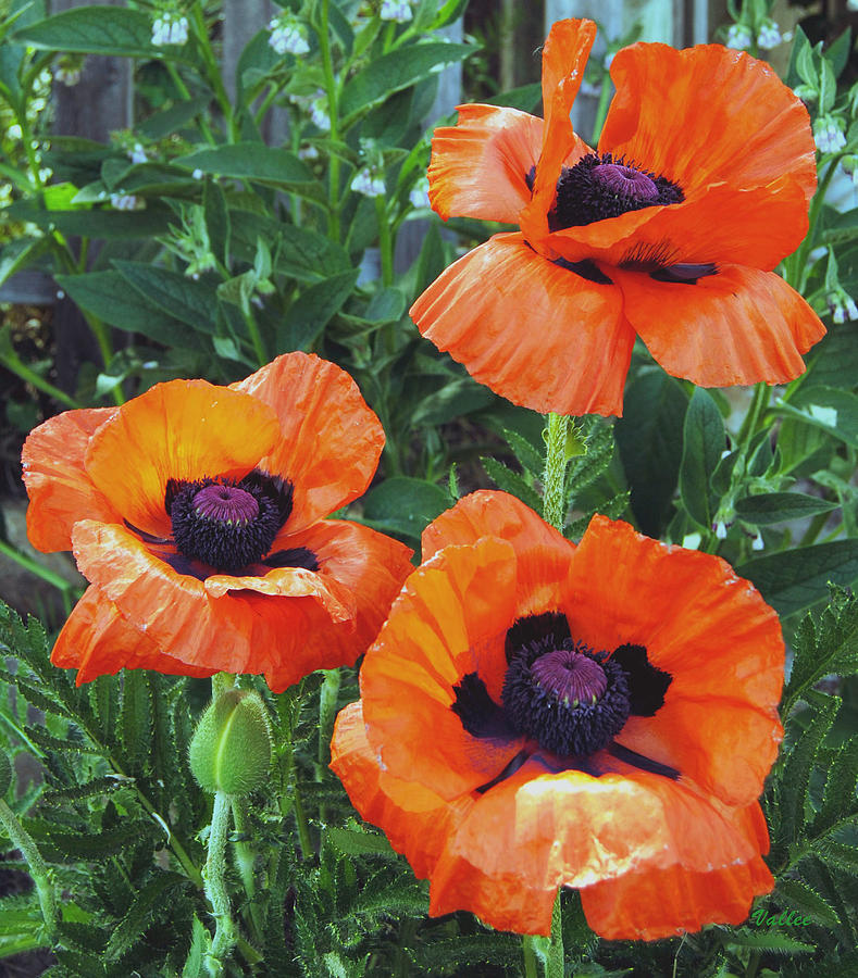Proud Poppies Photograph by Vallee Johnson