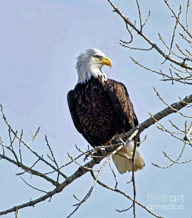 Proud Profile Photograph by Jon Burch Photography Proud Profile Photograph by Jon Burch Photography