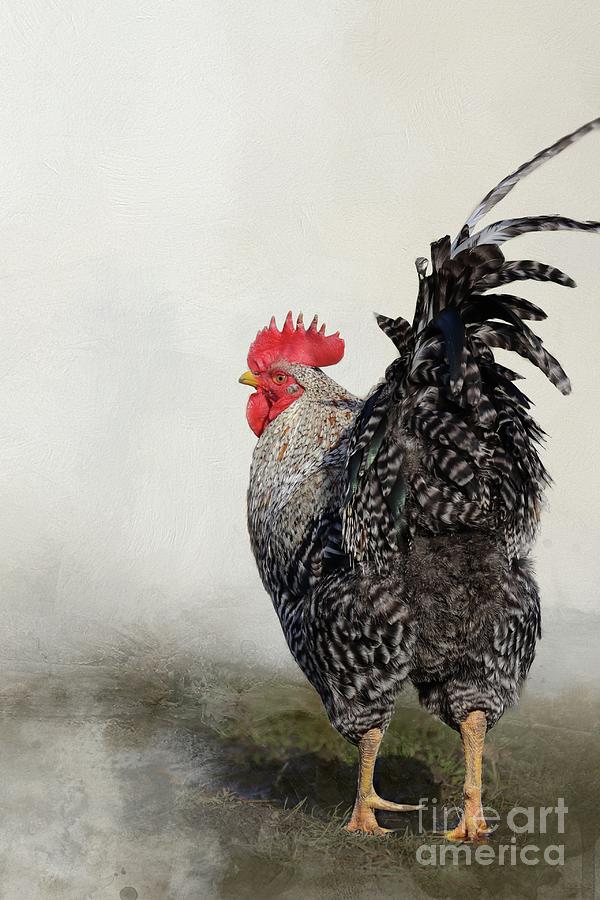 Rooster Photograph - Proud Rooster by Eva Lechner