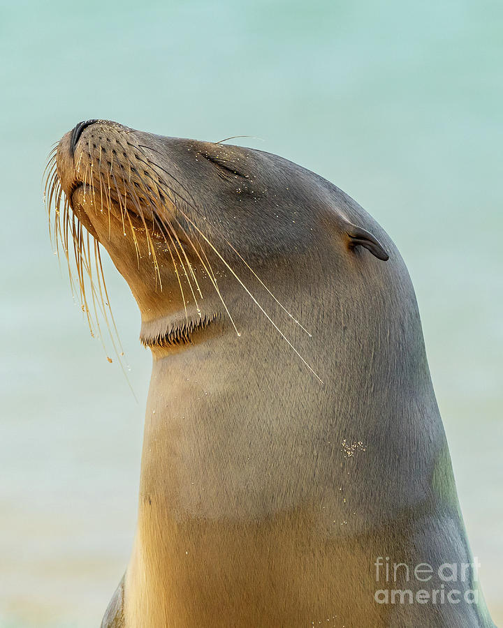 Proud Sea Lion of the Galapagos Photograph by Nancy Gleason