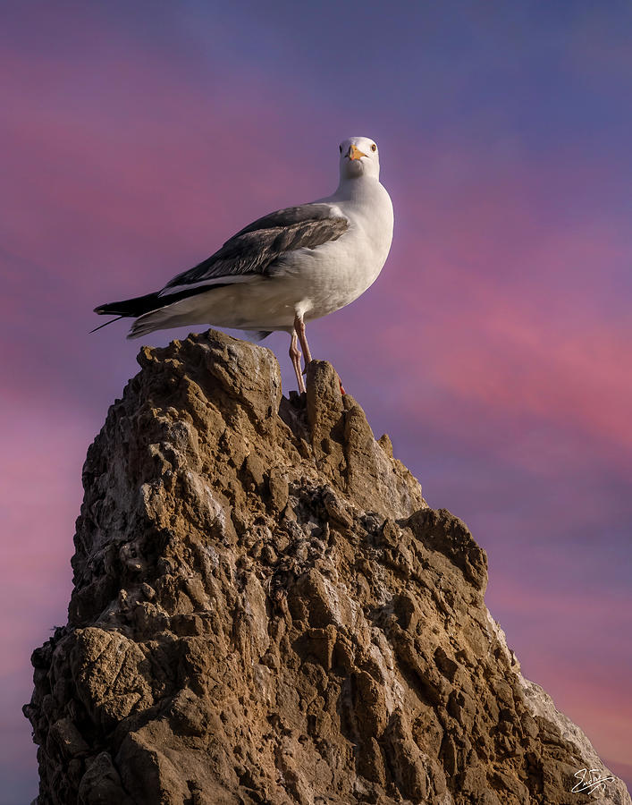 Proud Seagull Photograph by Endre Balogh
