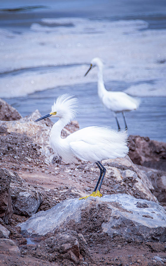 Proud Snowy Egret Photograph by Debra Martz