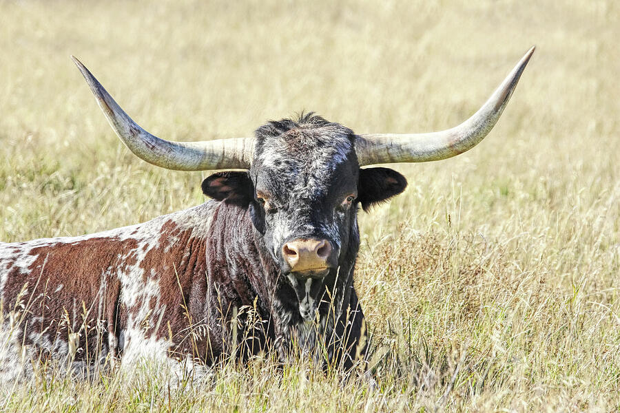 Proud Texas Longhorn Bull Photograph by Jennie Marie Schell