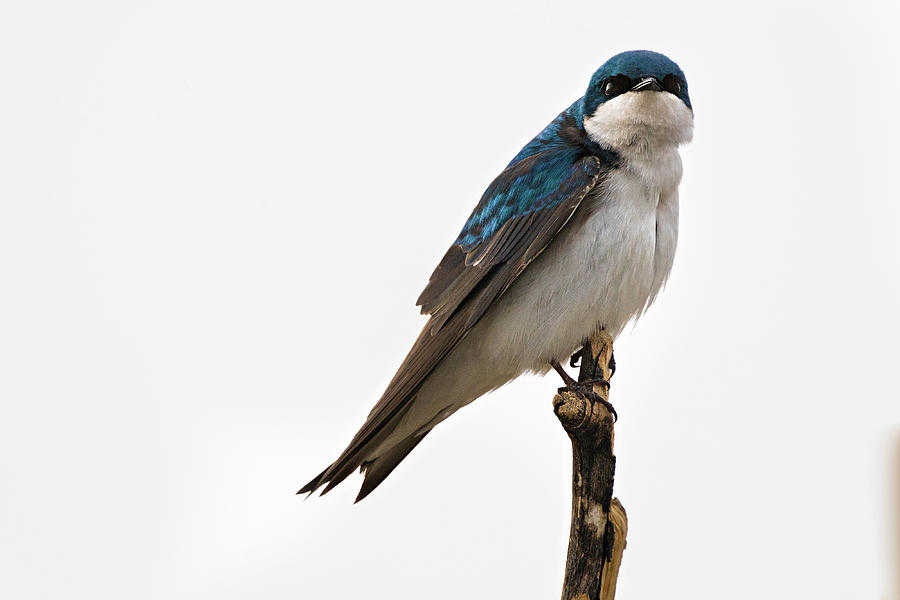 Proud Tree Swallow  Photograph by Julieta Belmont