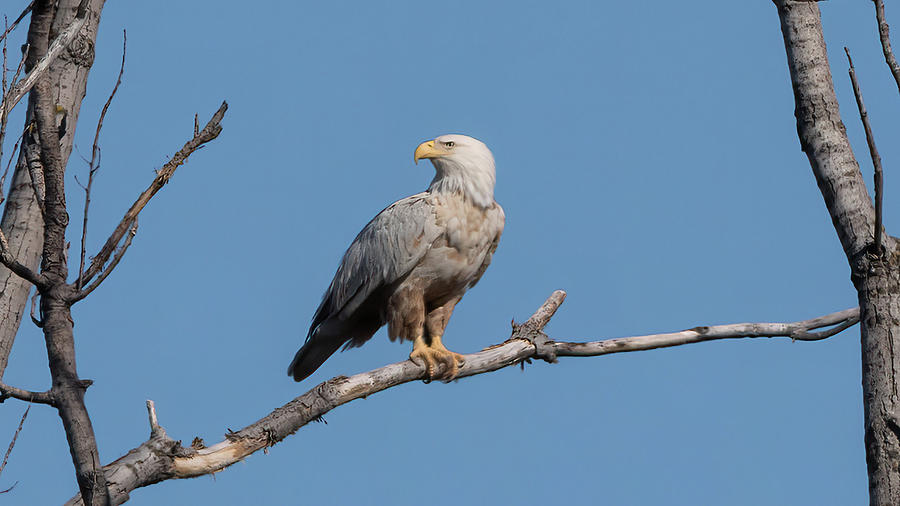 Proud White Bald Eagle 01 Photograph by James Barber