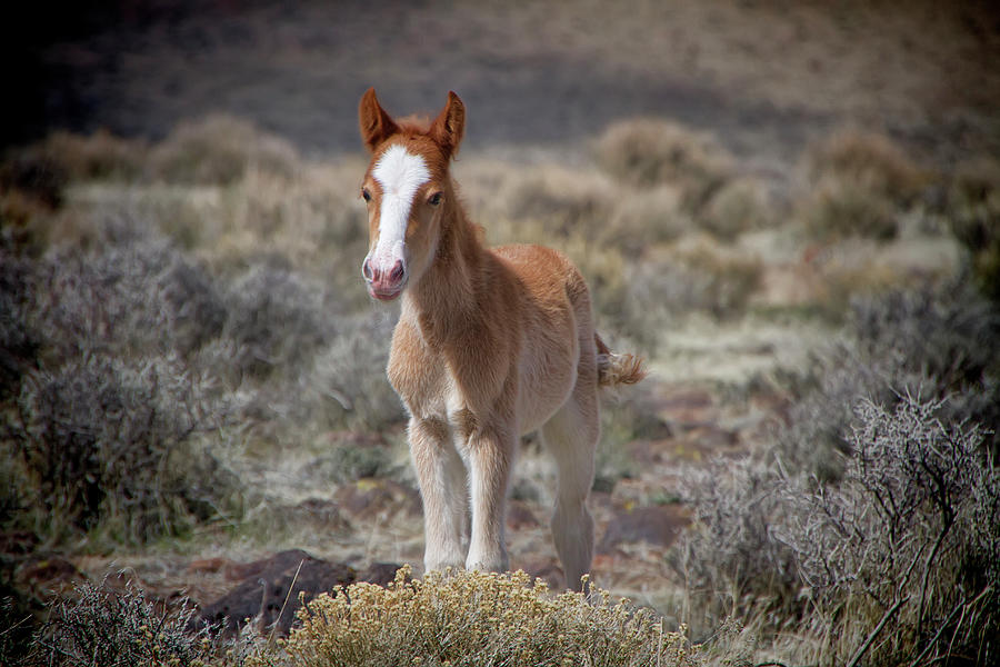 Proud wild baby colt Photograph by Waterdancer
