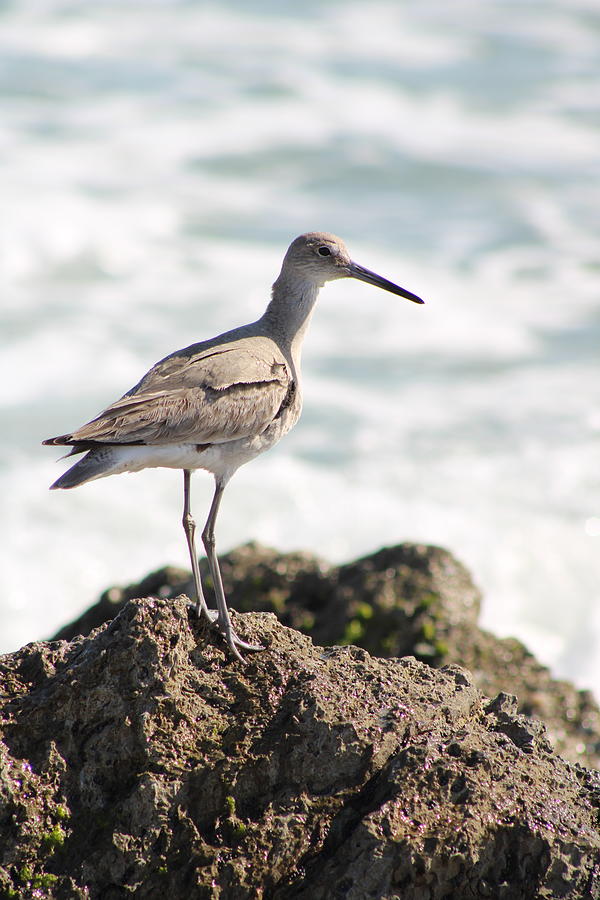 Proud WIllet Photograph by Heather E Harman