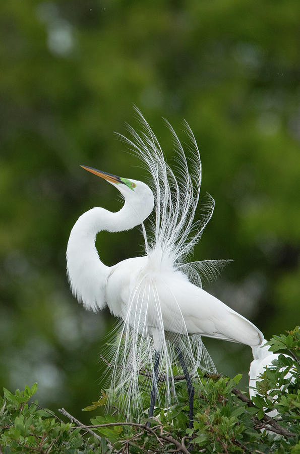 Proudly Displaying Photograph by Daniel Riddle - Fine Art America