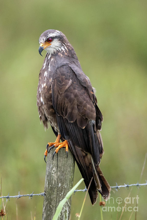 Proudly Perched Snail Kite Photograph by Tom Claud