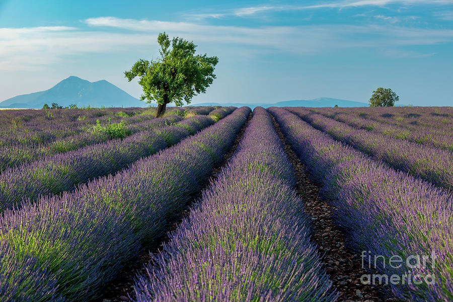 Provencal Lavender Field Photograph