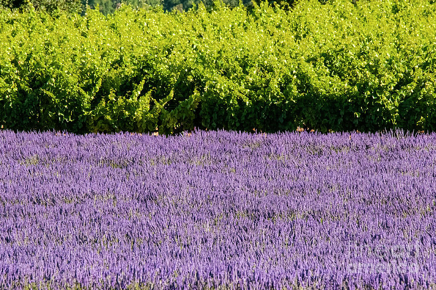 Provence Greens and Lavender Photograph by Bob Phillips